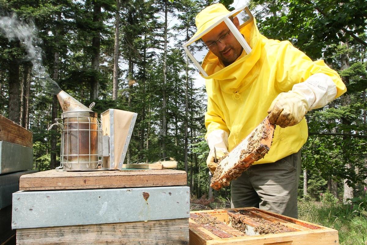 Apiculture