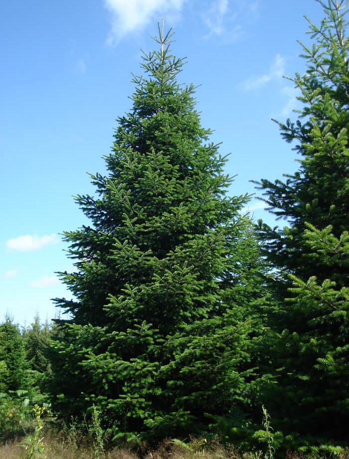 Sapins